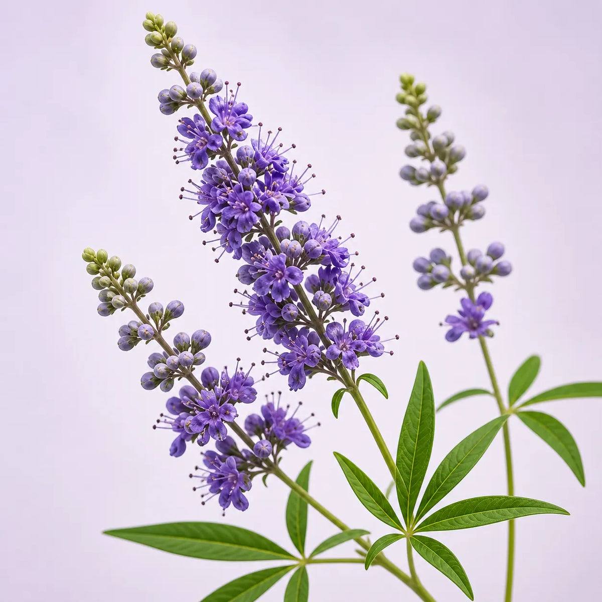 Vitex