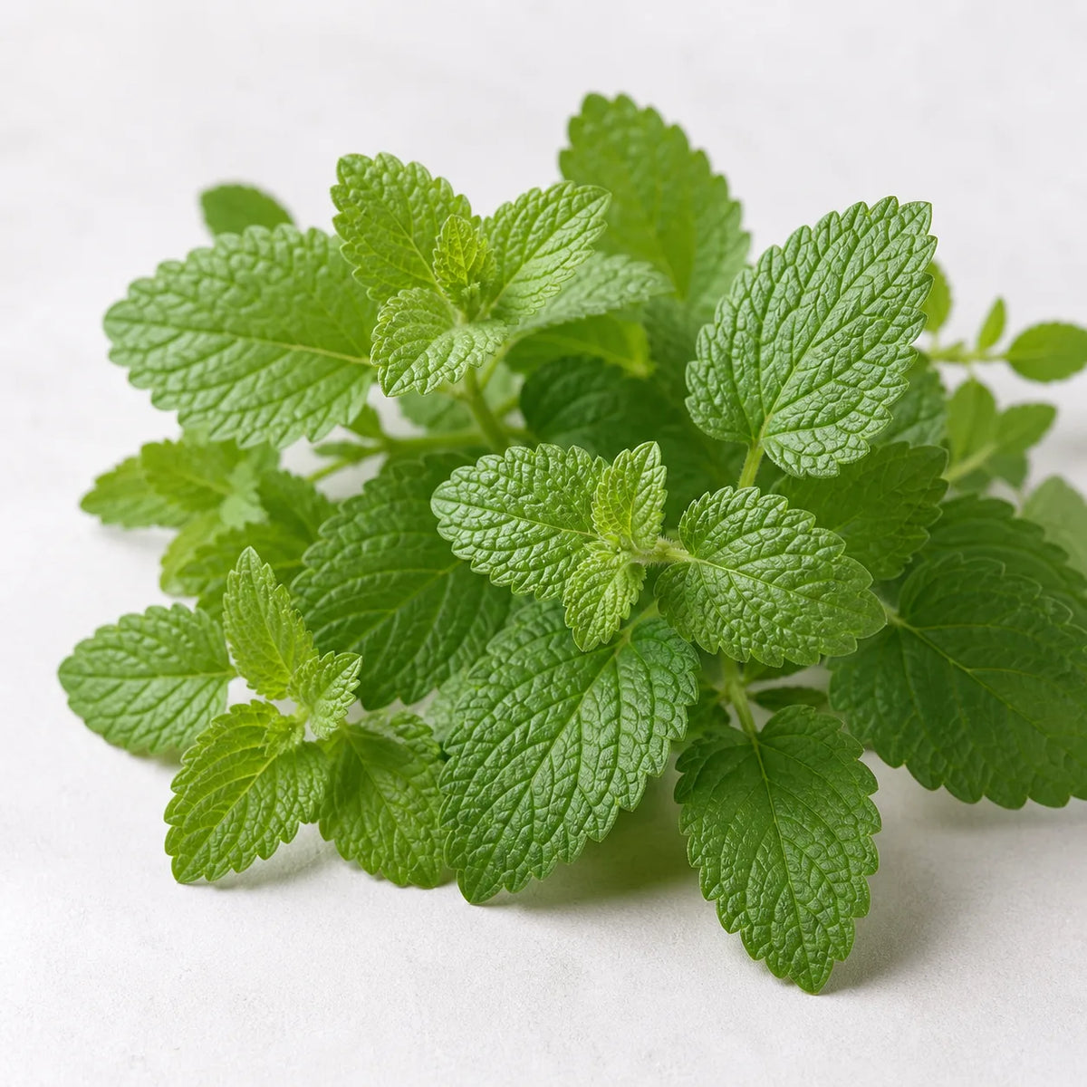 Lemon Balm